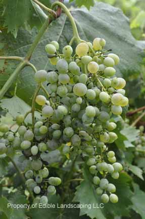 Grape Roucaneuf
